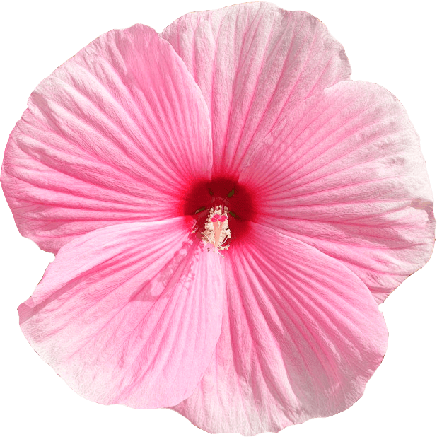 destination-france-moliets-location-hibiscus-marais-min