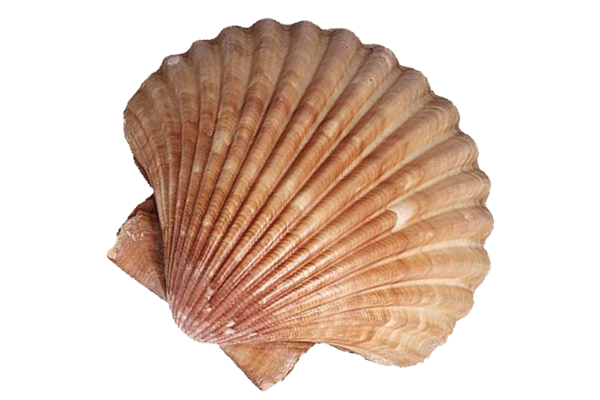 destination-france-moliets-location-shell-min
