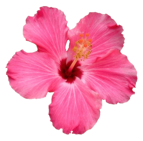 destination-nicaragua-san-juan-del-sur-location-flower-1-min
