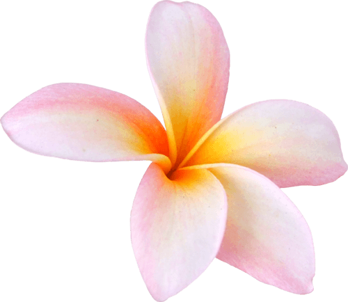 destination-nicaragua-san-juan-del-sur-location-flower-2-min