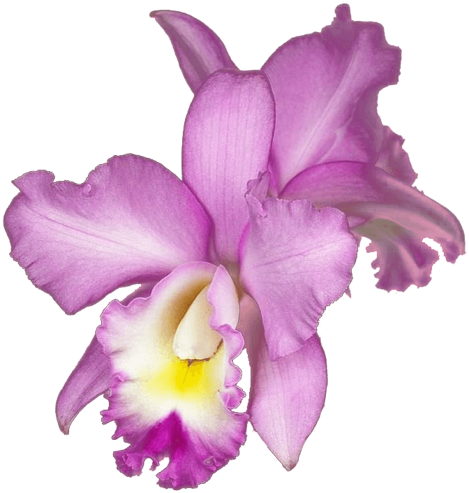 destination-costarica-avellana-location-orchid-min