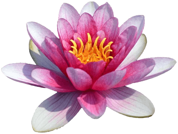 destination-srilanka-ahangama-location-nymphaea-min