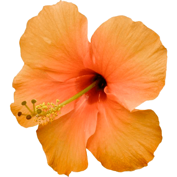 destination-costarica-santateresa-location-flor-min