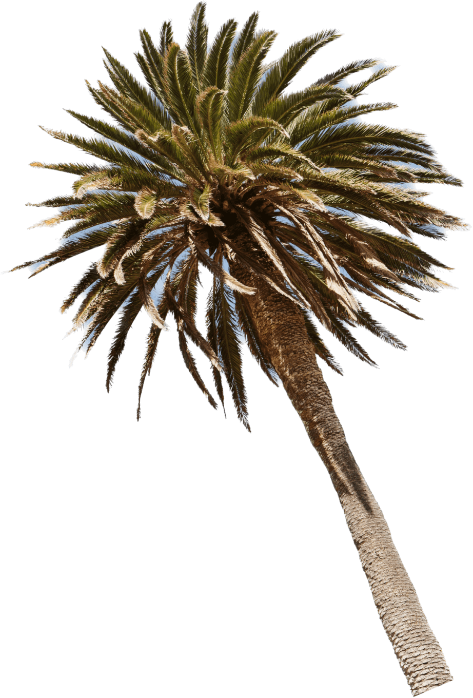 palmera
