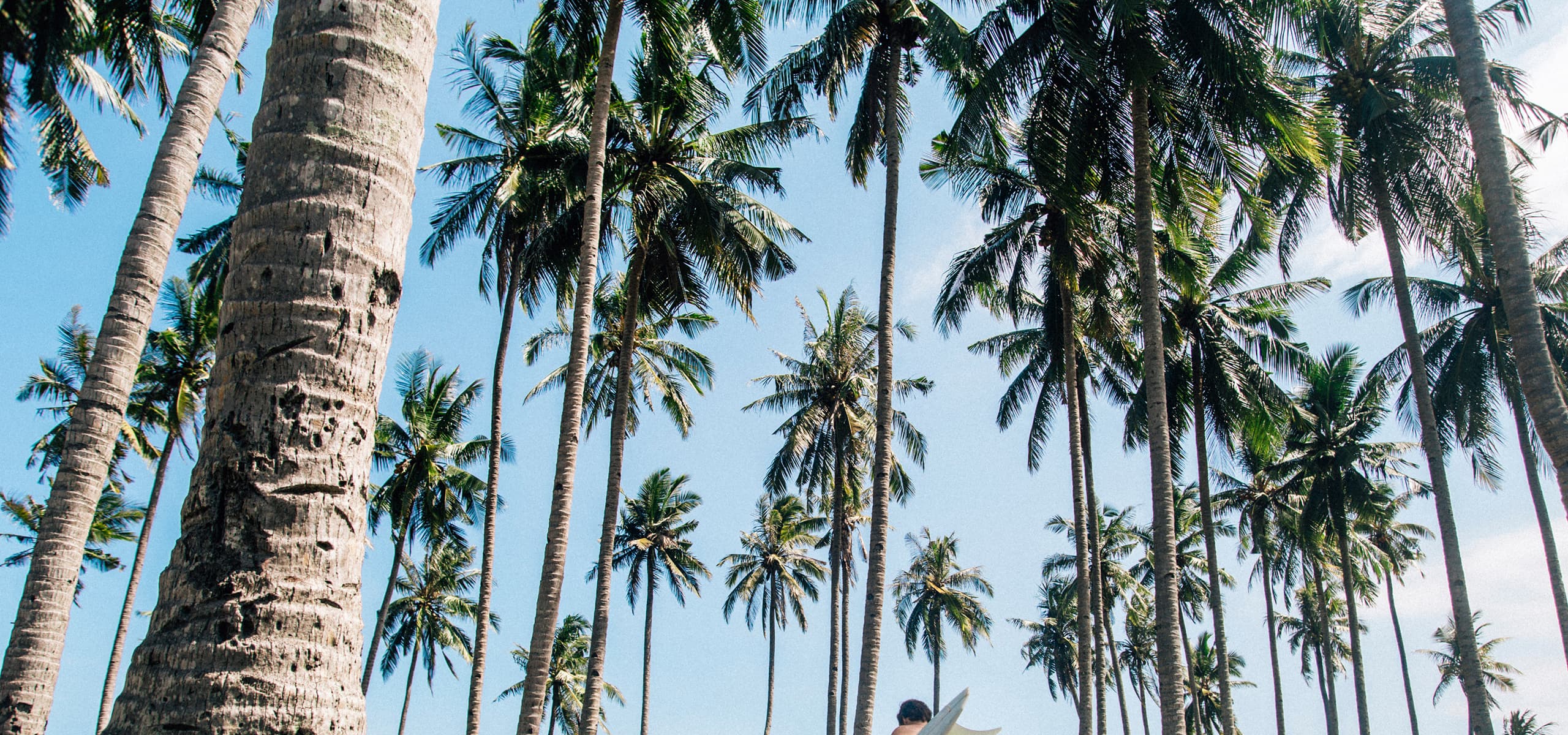 Palm trees in a tropical setting with a surfboard visible below
