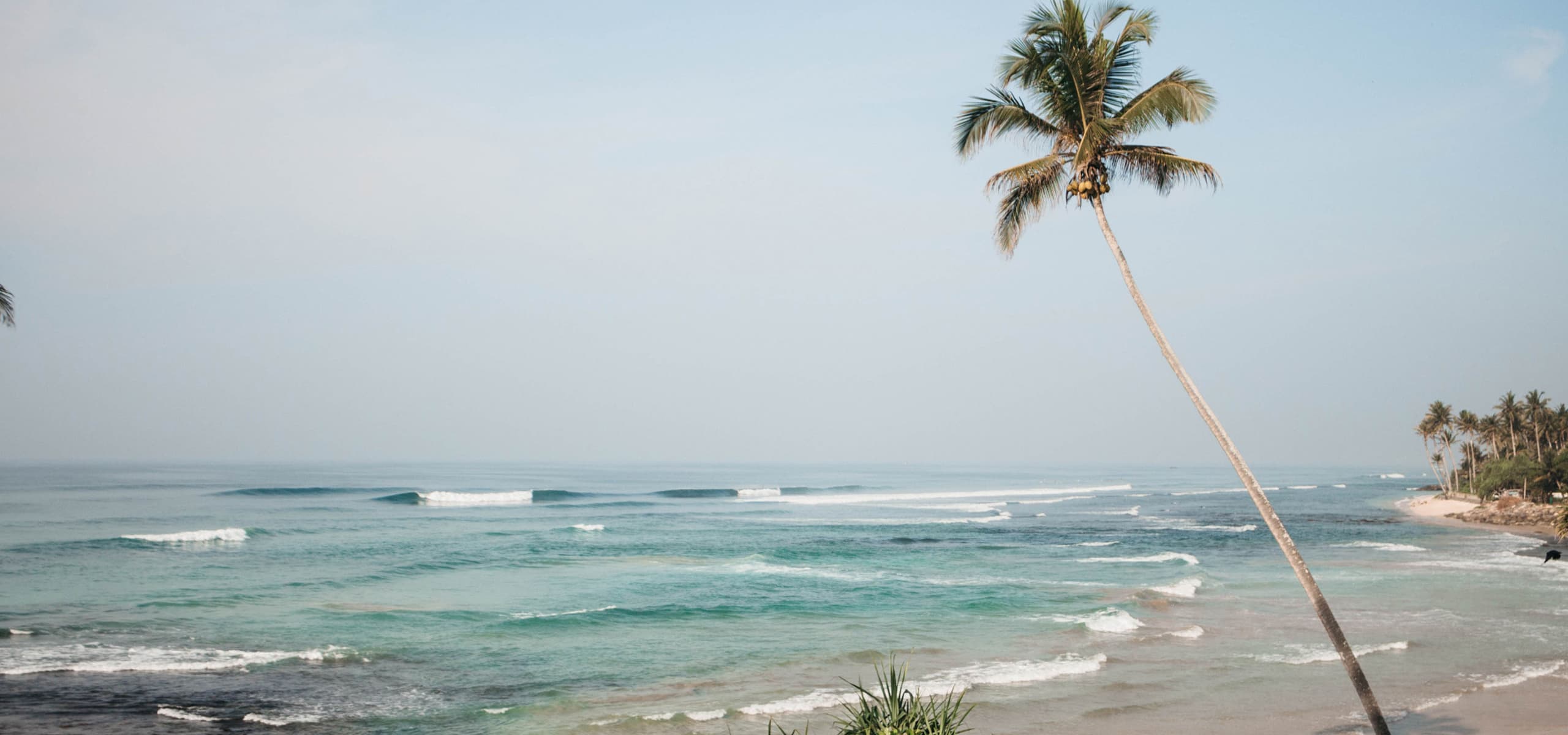 Tropical coastline with palm tree and gentle ocean waves in Ahangama, Sri Lanka