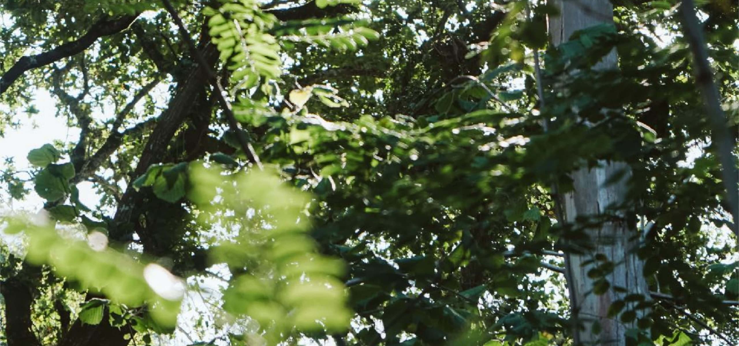 Sunlight filtering through green leaves in a natural forest setting