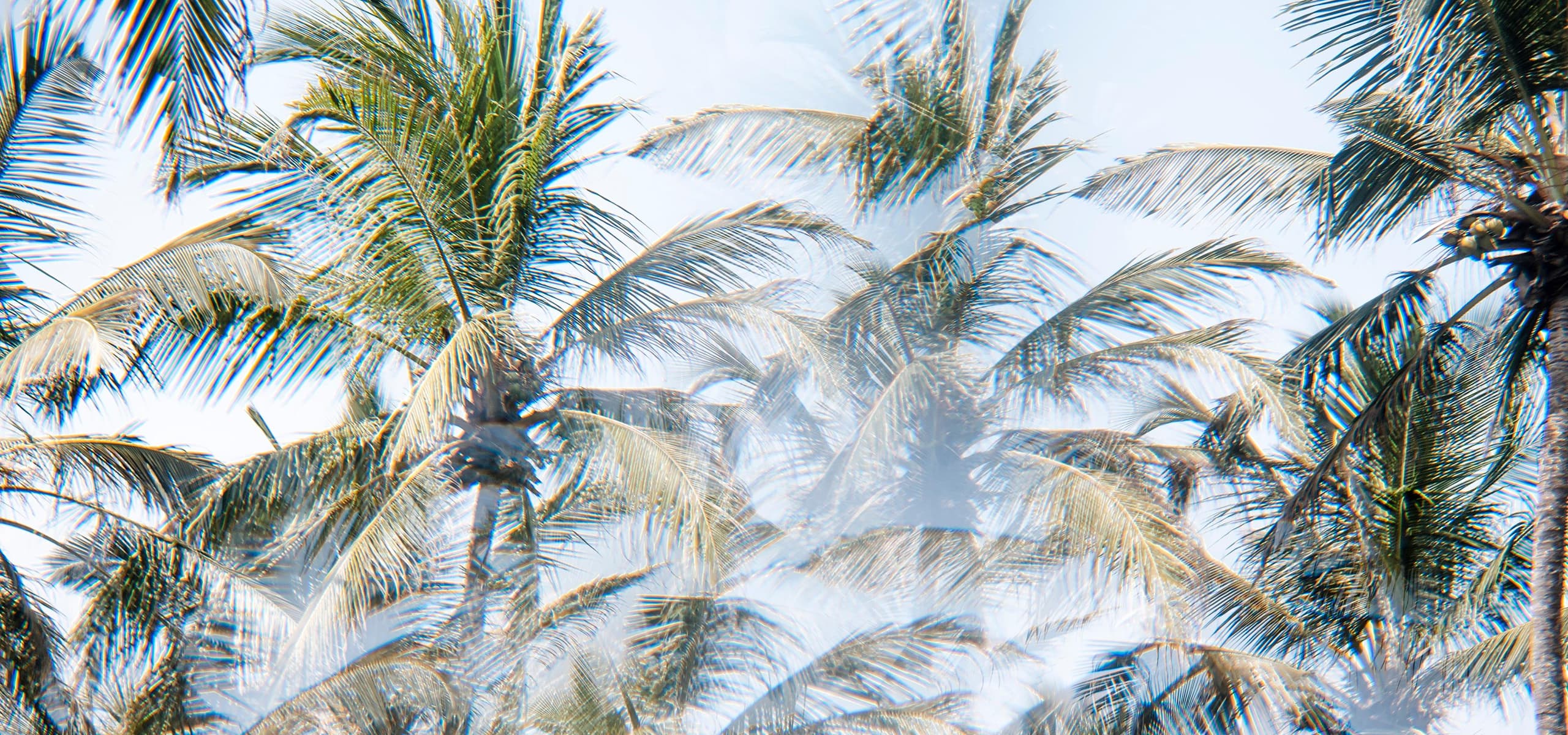 Palm trees against the sky in a tropical setting