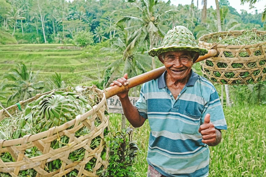 Local farmer carrying harvest baskets in Bali rice fields