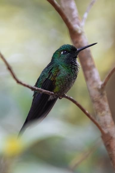 Green hummingbird perched on a branch in Costa Rica