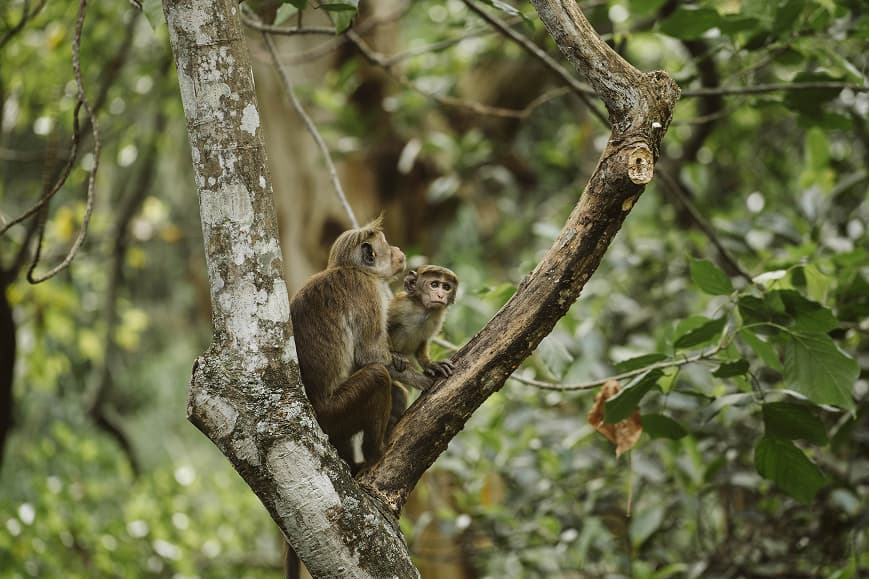 Monkeys sitting in a tree during a Sri Lanka wildlife experience