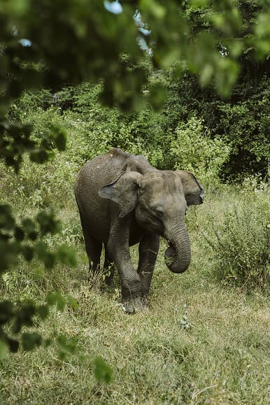 Elephant walking through green vegetation during a Sri Lanka safari experience