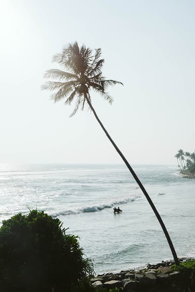 Palm tree overlooking surfers in the water near Ahangama Sri Lanka